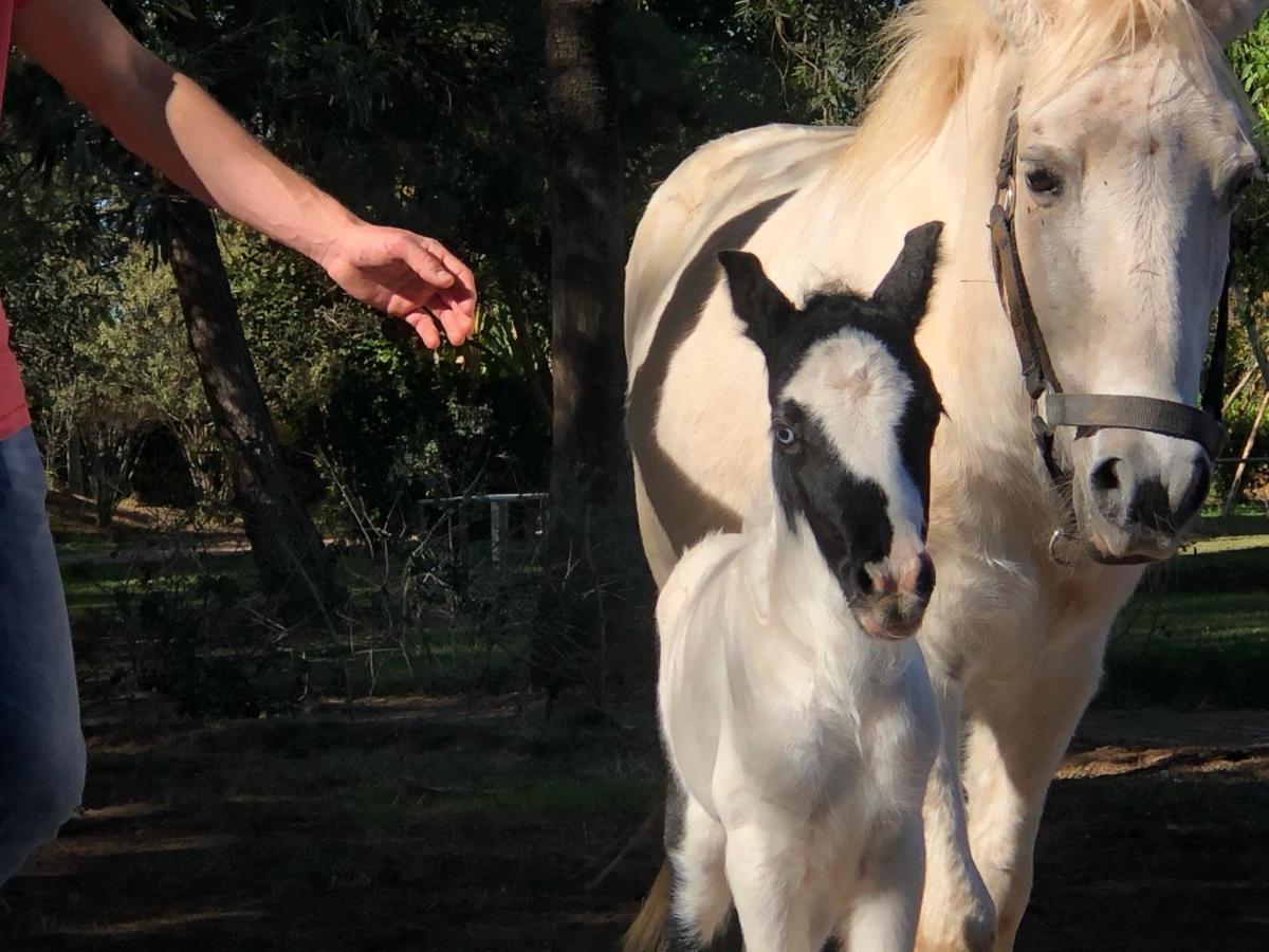 La Vie En Rose - Horses & Dogs House Bed & Breakfast มาร์ราเกช ภายนอก รูปภาพ